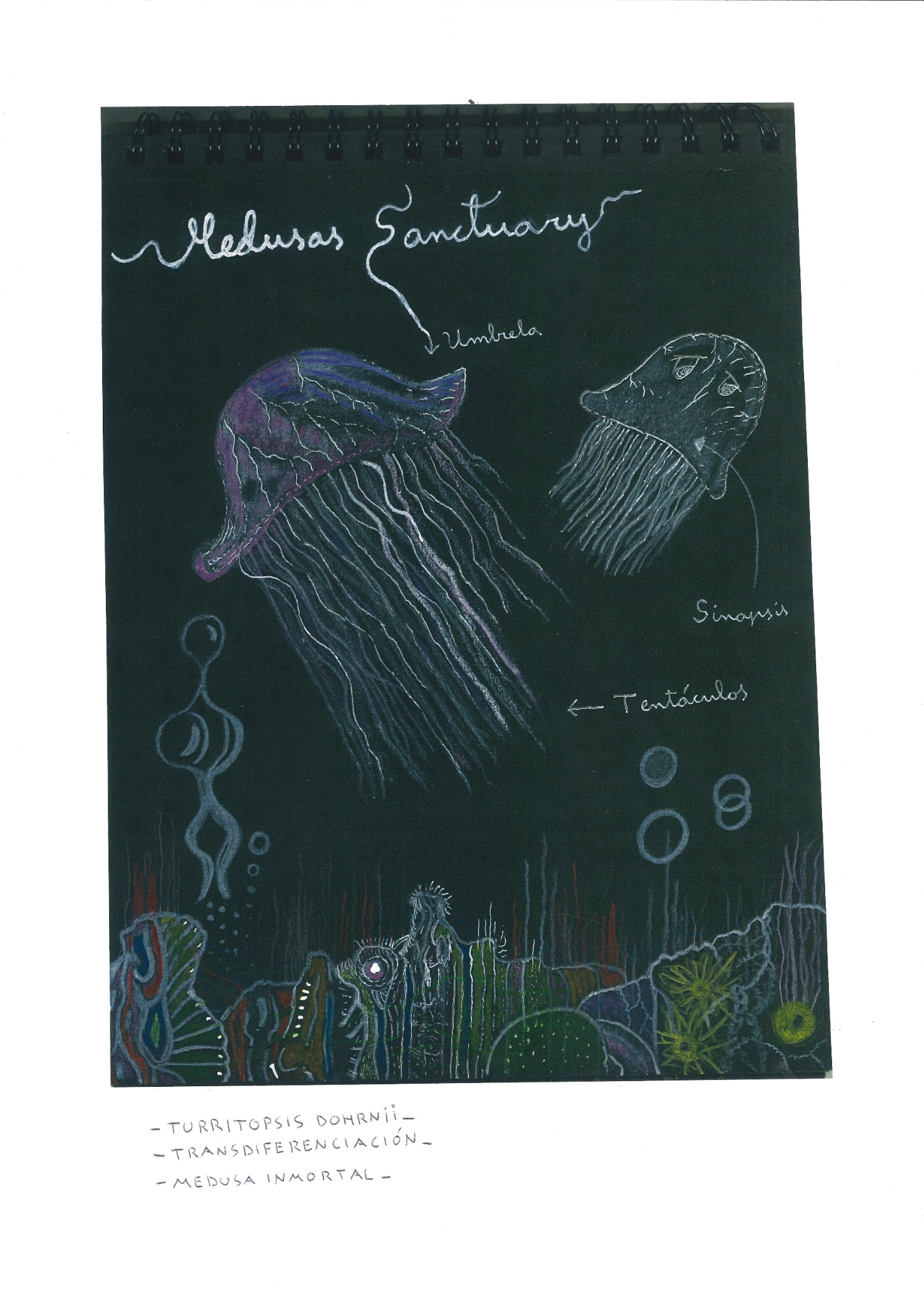 Medusas Sanctuary